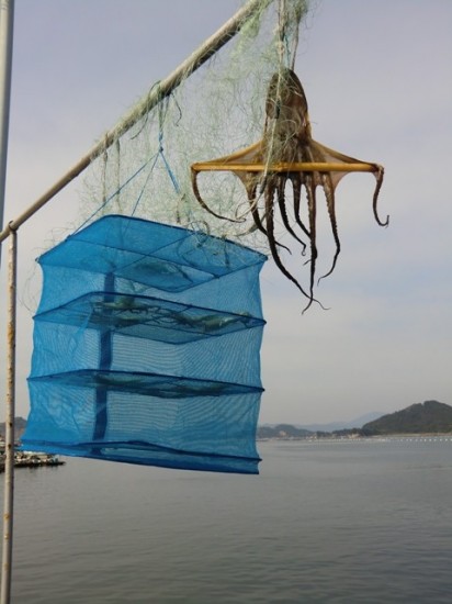 Drying Octopus on Naoshima