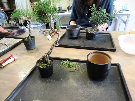 Bonsai Lesson 1