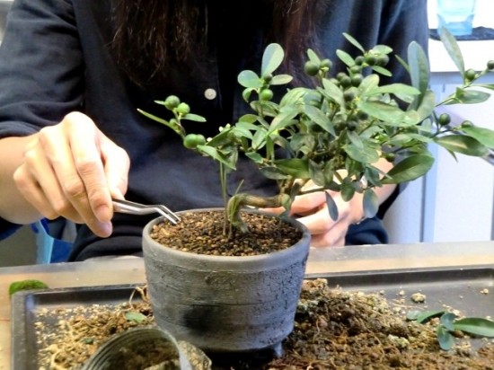 Bonsai Lesson 5