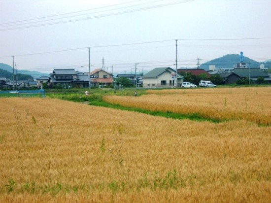 Kagawa Wheat