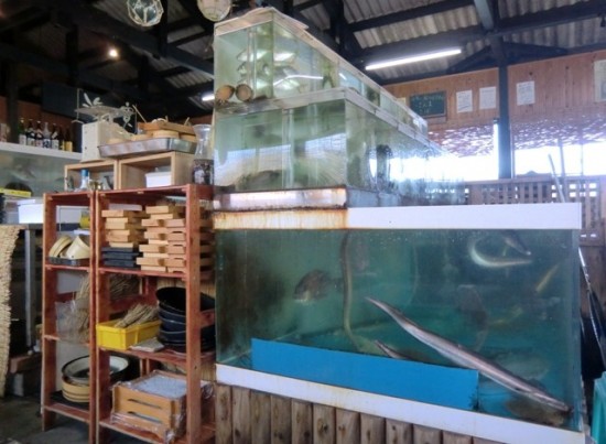 Kaiho Fish Tank