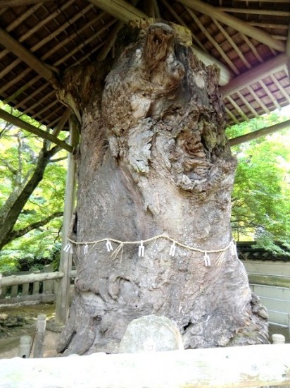 Negoroji Tree