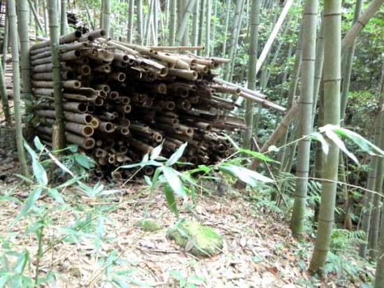 Teshima Bamboo