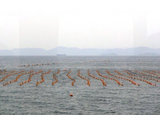 nori fields near teshima