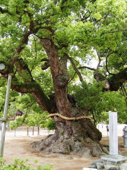 Zentsuji sacred tree