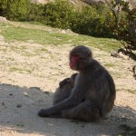Shodoshima - Monkeys
