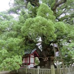 Zentsuji - Sacred Tree - Saeki Sobyo