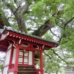 Zentsuji - Sacred Tree - Saeki Sobyo