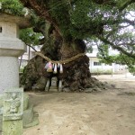Zentsuji - Sacred Tree - Okusu