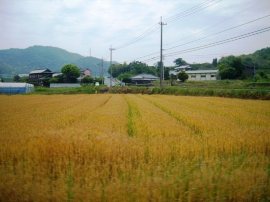 Kagawa Wheat