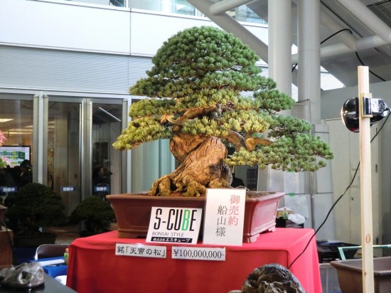 Most expensive bonsai in the world in Takamatsu, Japan - November 2011