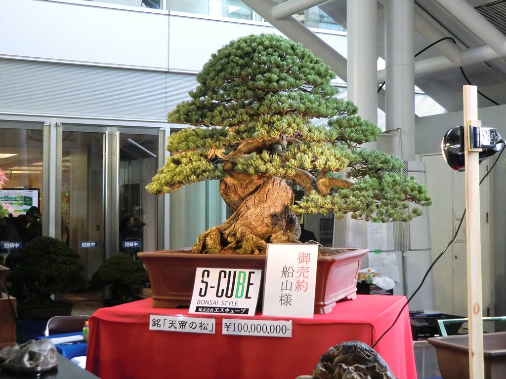 The Most Expensive Bonsai In The World