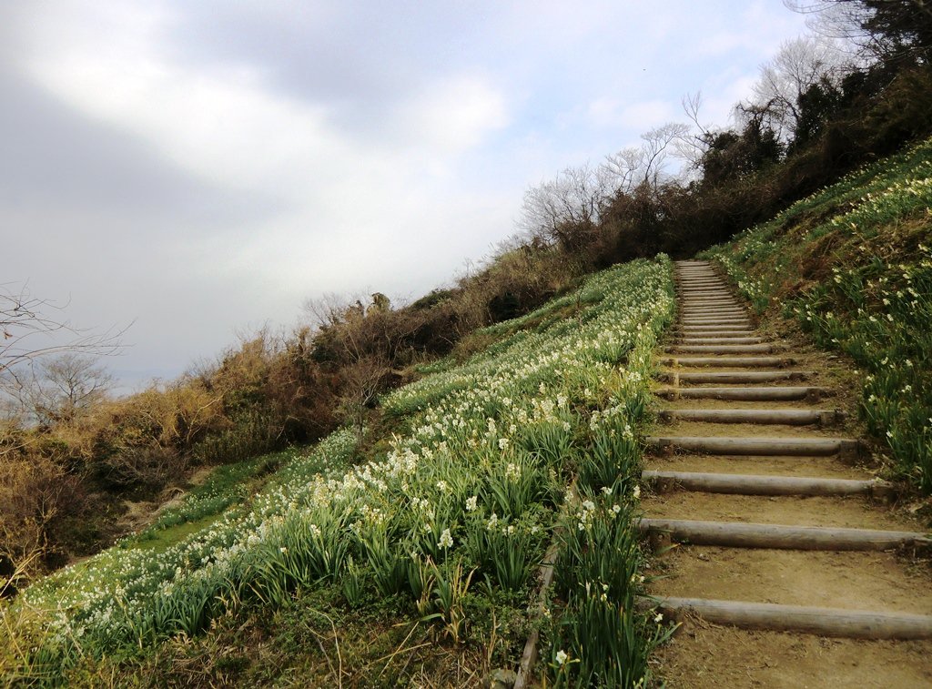 11 daffodil path