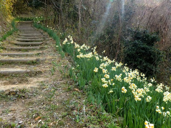 12 daffodil path