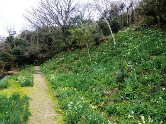 9 Daffodil path