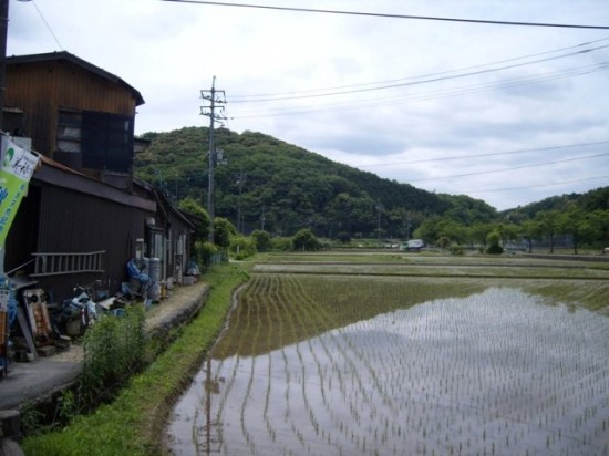 Akiyoshi Rice Field