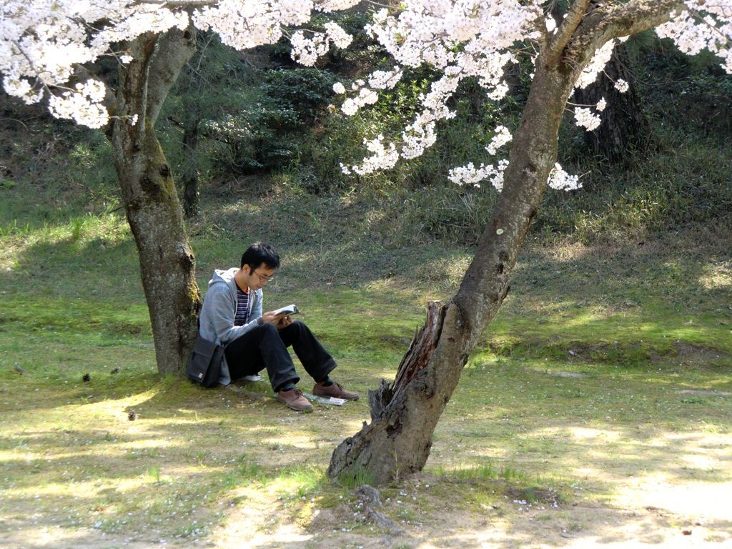 Japonais et Cerisiers 02