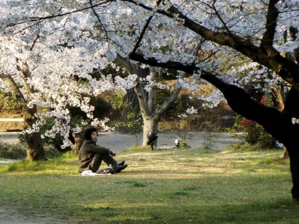 Japonais et Cerisiers 13