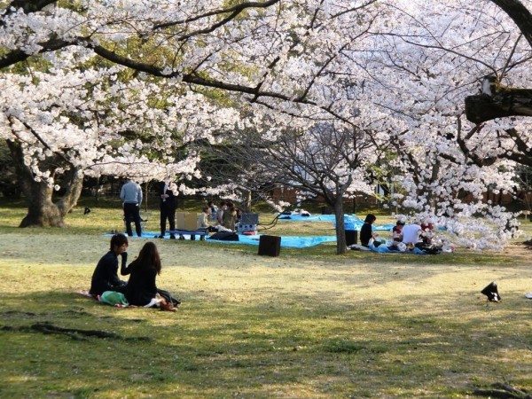 Japonais et Cerisiers 16