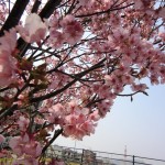 Sakura 31