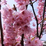Sakura 41