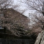 Sakura 5