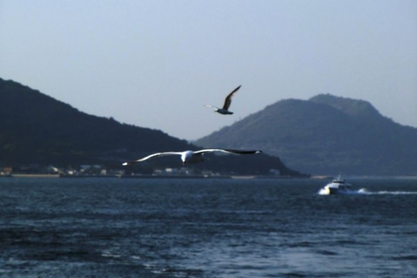 Seto Inland Sea Seagulls