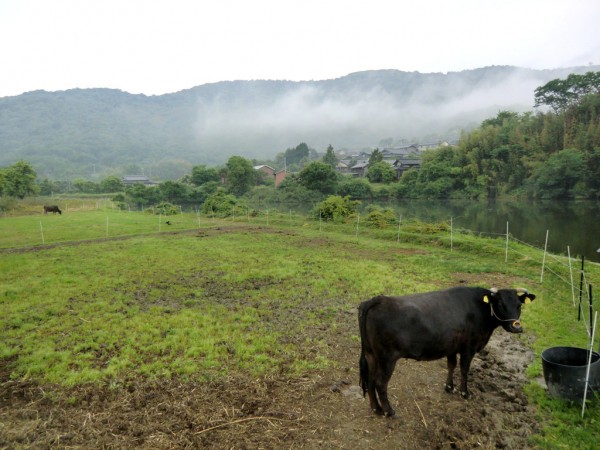 Teshima Cow and Field
