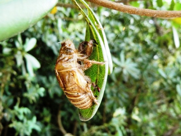 Japanese cicada exuvia