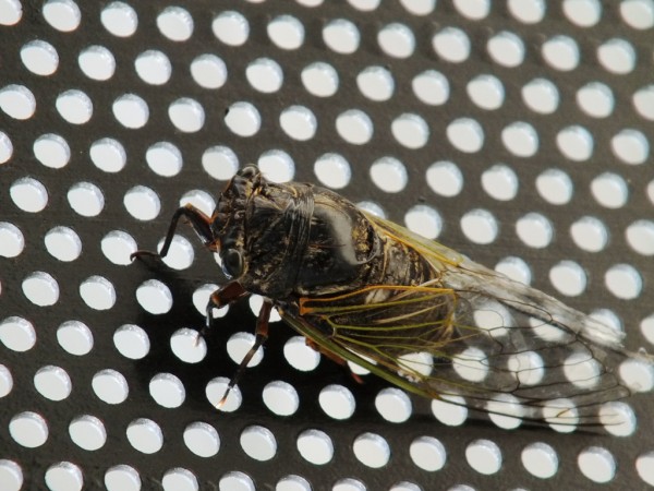 Japanese Cicada 1