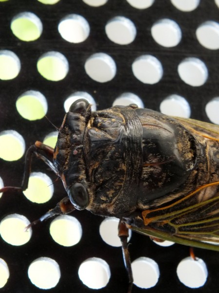 Japanese Cicada 2