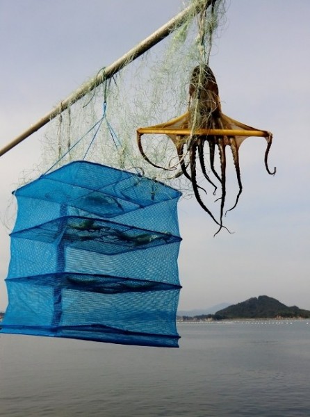 Octopus left to dry in Honmura port on Naoshima, Japan