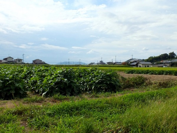 11 Asano Countryside