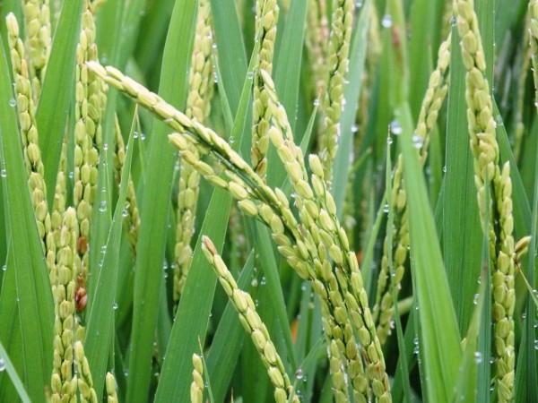 Rice after the Rain 2