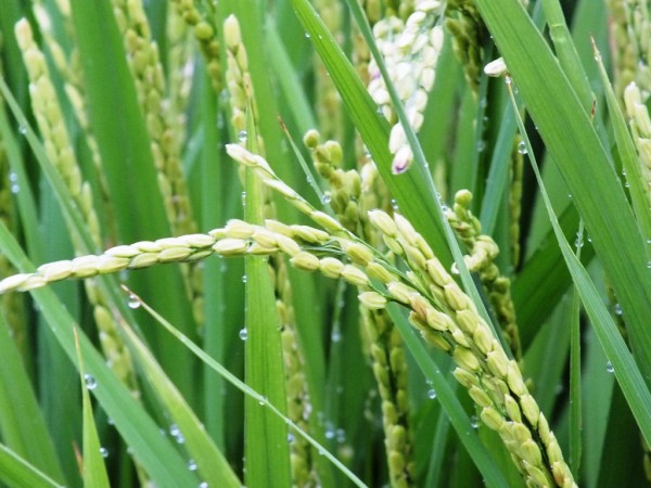 Rice after the Rain 7