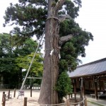 Kibitsuhiko Jinja Tree
