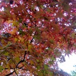 Ritsurin Garden in the Fall 27