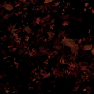 Fall Illuminations in Ritsurin Garden 30