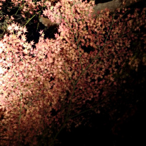 Fall Illuminations in Ritsurin Garden 31