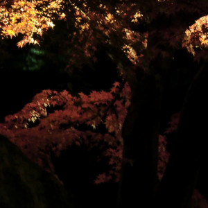 Fall Illuminations in Ritsurin Garden 38