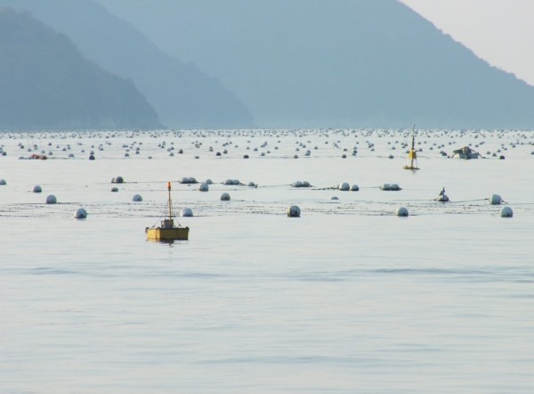 Buoys and Nets in Seto Inland Sea