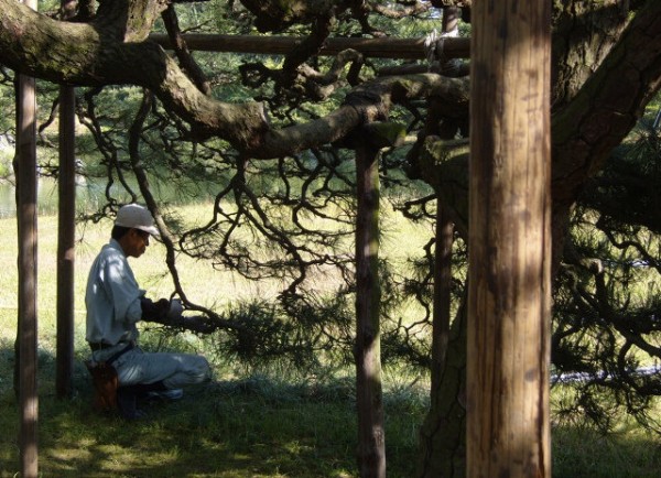 Gardener in Ritsurin-kōen