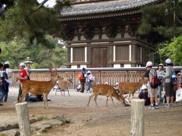 Sika Deers at Kofuku ji