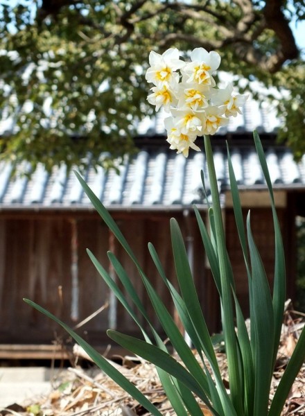 Daffodils on  Shamijima