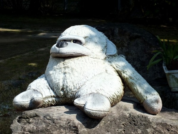 White gorilla on Shamijima