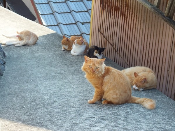 Ogijima Cats