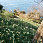 Ogijima Daffodils 1