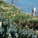 Ogijima Daffodils 4