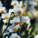 Ogijima Daffodils 5