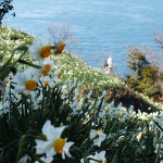 Ogijima Daffodils 6